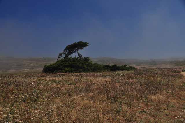 Bodega Head